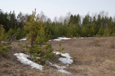 Bahar manzara. Çam ormanı, son kar erken ilkbaharda