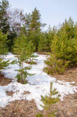 Bahar manzara. Çam ormanı, son kar erken ilkbaharda