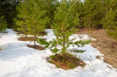 Bahar manzara. Çam ormanı, son kar erken ilkbaharda