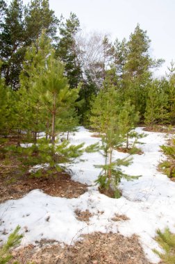 Bahar manzara. Çam ormanı, son kar erken ilkbaharda