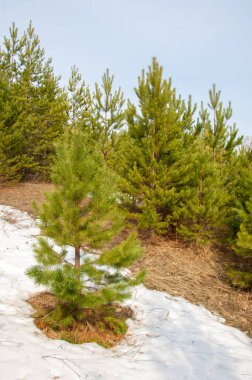 Bahar manzara. Çam ormanı, son kar erken ilkbaharda