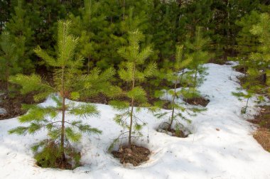 Bahar manzara. Çam ormanı, son kar erken ilkbaharda