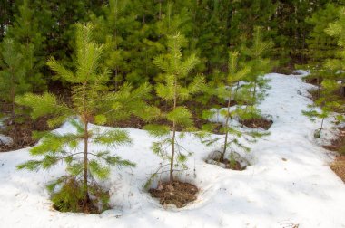 Bahar manzara. Çam ormanı, son kar erken ilkbaharda