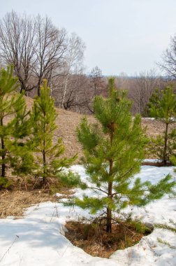 Bahar manzara. Çam ormanı içinde erken bahar, 
