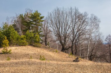 Bahar manzara. Çam ormanı içinde erken bahar, 
