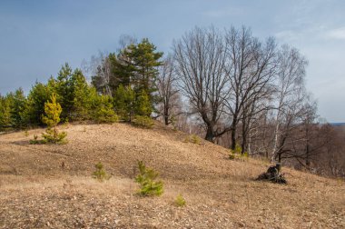Bahar manzara. Çam ormanı içinde erken bahar, 