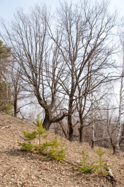 Bahar manzara. Çam ormanı içinde erken bahar, 