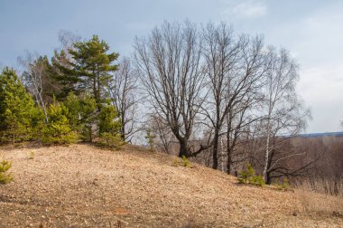 Bahar manzara. Çam ormanı içinde erken bahar, 