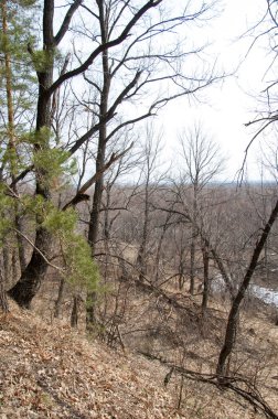 Bahar manzara. Çam ormanı içinde erken bahar, 