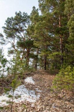 Bahar manzara. Çam ormanı içinde erken bahar, 