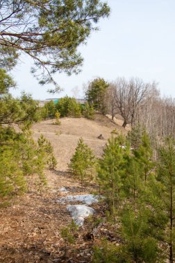 Bahar manzara. Çam ormanı içinde erken bahar, 