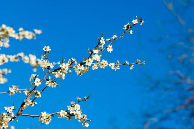 Kazakistan, erken bahar. meyve ağaçları, Prunus spinosa çiçekli çiçekli