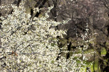 Kazakistan, erken bahar. meyve ağaçları, Prunus spinosa çiçekli çiçekli
