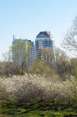 Kazakistan, erken bahar. meyve ağaçları, Prunus spinosa çiçekli çiçekli