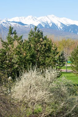 Kazakistan, erken bahar. Ülkenin ilk başkanı Park. Central park güneşli gün. güzel yeşil park