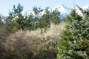 Kazakistan, erken bahar. Ülkenin ilk başkanı Park. Central park güneşli gün. güzel yeşil park