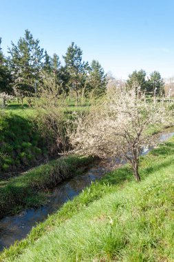 Kazakistan, erken bahar. Ülkenin ilk başkanı Park. Central park güneşli gün. güzel yeşil park