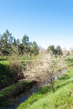 Kazakistan, erken bahar. Ülkenin ilk başkanı Park. Central park güneşli gün. güzel yeşil park
