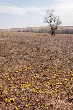 Coltsfoot bilinen Tussilago farfara bitki papatya ailesindeki groundsel kabile bir bitkidir