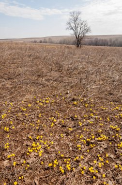 Coltsfoot bilinen Tussilago farfara bitki papatya ailesindeki groundsel kabile bir bitkidir