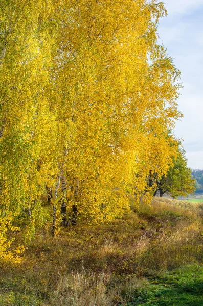 Paisaje Otoño Los Abedules Llevan Vestido Amarillo Día Soleado Últimos —  Fotos de Stock