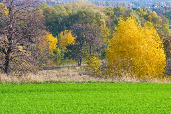 Sonbahar manzara. Yeşil genç buğday hububat ekili nehrin taşkın yatağının içinde kış bitkileri. Buğday, Kuru otların arasında dağ geçidi ile yeşil alan