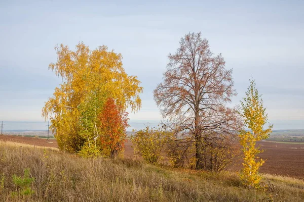 Sonbahar manzara. Kasım, karışık parke orman sonu. Bazen sonbahar Kuzey yarımkürede meydana unseasonably sıcak, Kuru hava bir süre pastırma yazı olduğunu. 