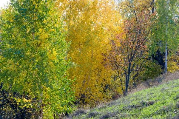 Paisaje Otoño Bosque Moderado Hoja Ancha Mixto Naturaleza Hombre Una —  Fotos de Stock