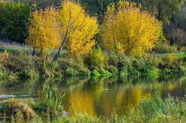 Sonbahar manzara. Nehir, farklı renkteki sonbahar ağaçlar. Eski Kuru ot. Şaşırtıcı derecede güzel manzara. Kış soğuk arifesinde üzgün zaman