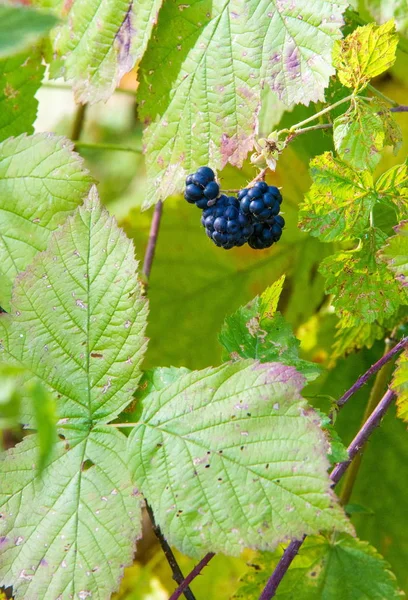 Jesienny Krajobraz Tekstury Tła Wzór Blackberry Jadalne Owoce Miękkie Składający — Zdjęcie stockowe