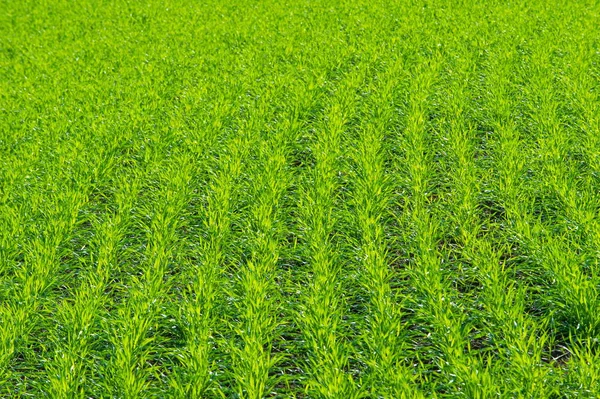 秋天的风景 绿色的年轻小麦谷物的冬季作物播种在洪水泛滥的河流 绿色田野与麦子 干燥草在山沟里 — 图库照片