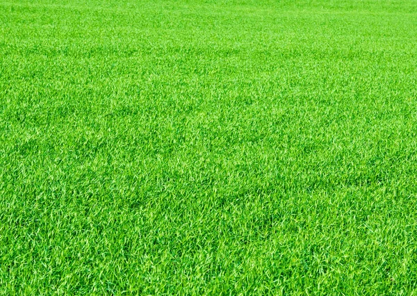 Autumn Landscape Green Young Wheat Cereals Winter Crops Sown Floodplain — Stock Photo, Image