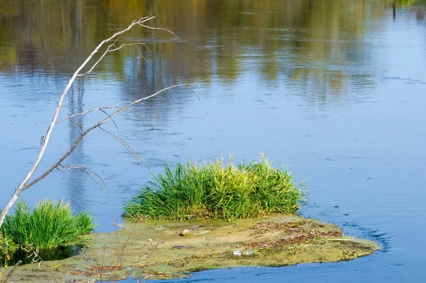Sonbahar manzara. Nehir, farklı renkteki sonbahar ağaçlar. Eski Kuru ot. Şaşırtıcı derecede güzel manzara. Kış soğuk arifesinde üzgün zaman