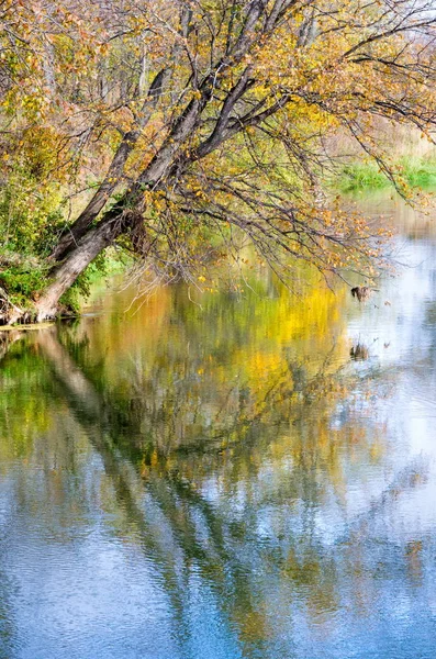 Sonbahar manzara. Nehir, farklı renkteki sonbahar ağaçlar. Eski Kuru ot. Şaşırtıcı derecede güzel manzara. Kış soğuk arifesinde üzgün zaman