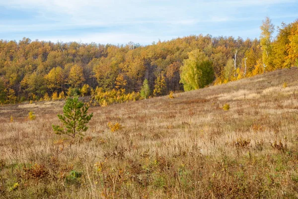 Herbstlandschaft Mäßiger Laub Und Mischwald Die Natur Bietet Dem Menschen — Stockfoto