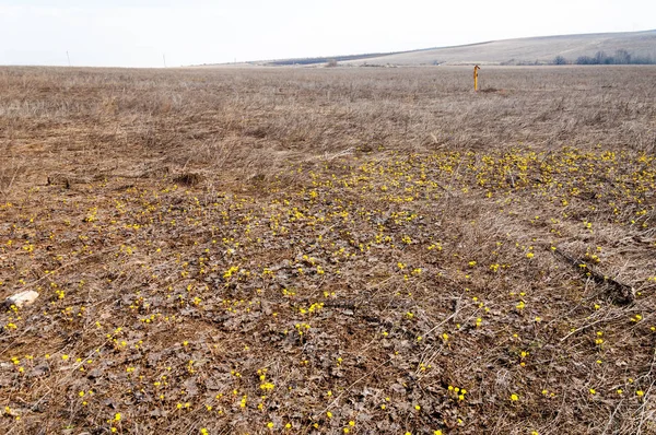 Coltsfoot bilinen Tussilago farfara bitki papatya ailesindeki groundsel kabile bir bitkidir