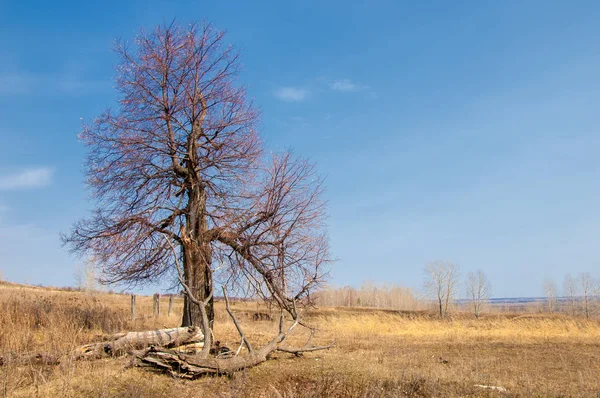 Bahar manzara. erken baharda yalnız ağaç, ağaç yaprakları olmadan