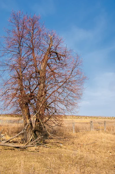 Spring landscape. lonely tree in early spring, tree without leaves