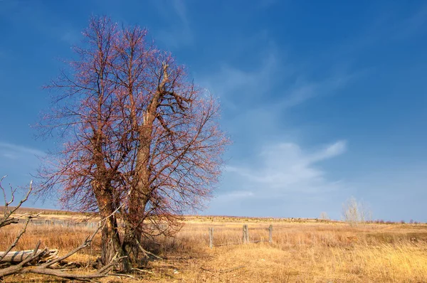 Bahar Manzara Erken Baharda Yalnız Ağaç Ağaç Yaprakları Olmadan — Stok fotoğraf