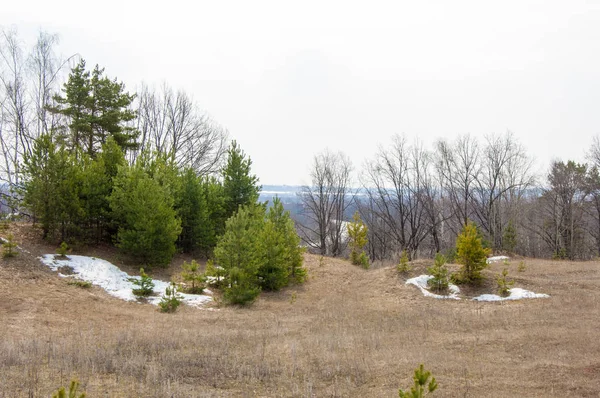 Bahar manzara. Çam ormanı, son kar erken ilkbaharda