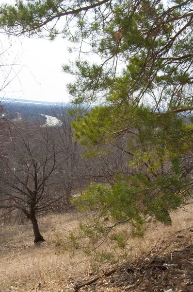 Våren Landskap Tidigt Våren Tallskogen Den Sista Snön — Stockfoto