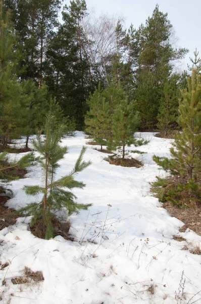 Bahar manzara. Çam ormanı, son kar erken ilkbaharda