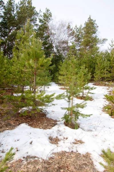 Bahar manzara. Çam ormanı, son kar erken ilkbaharda