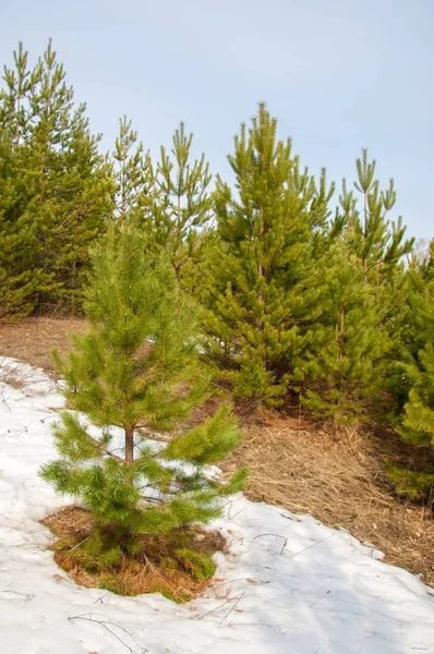 Paysage Printanier Début Printemps Dans Forêt Pins Dernière Neige — Photo