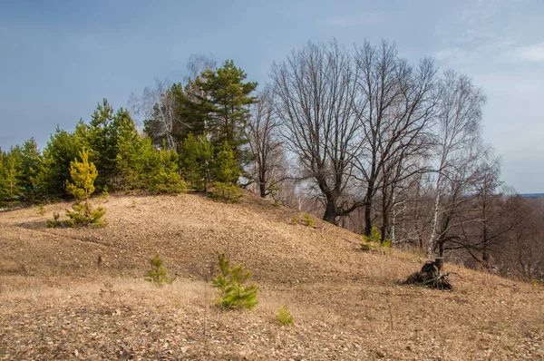 Bahar manzara. Çam ormanı içinde erken bahar, 