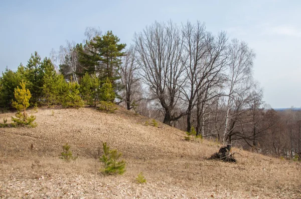 Bahar manzara. Çam ormanı içinde erken bahar, 
