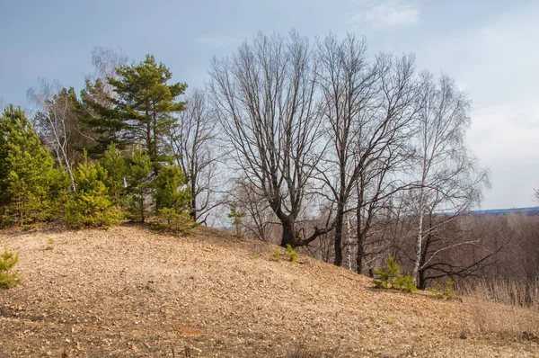 Bahar manzara. Çam ormanı içinde erken bahar, 