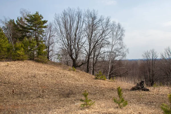 Bahar manzara. Çam ormanı içinde erken bahar, 