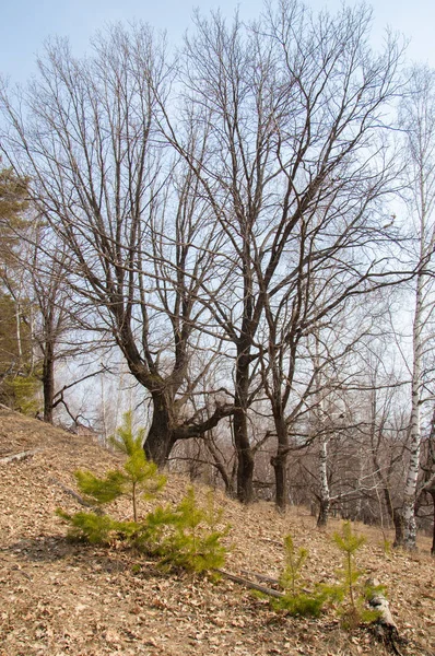 Spring landscape. Early spring in the pine forest,