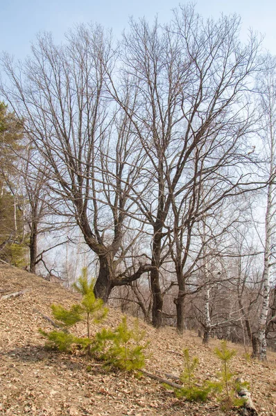 Spring landscape. Early spring in the pine forest,